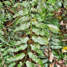 4 Asplenium boltonii Aspleniac eae INDIGENE LA RÉUNION .jpeg