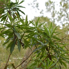 5 Psiadia laurifolia Bois de tabac Asteraceae ENDEMIQUE LA REUNION .jpeg