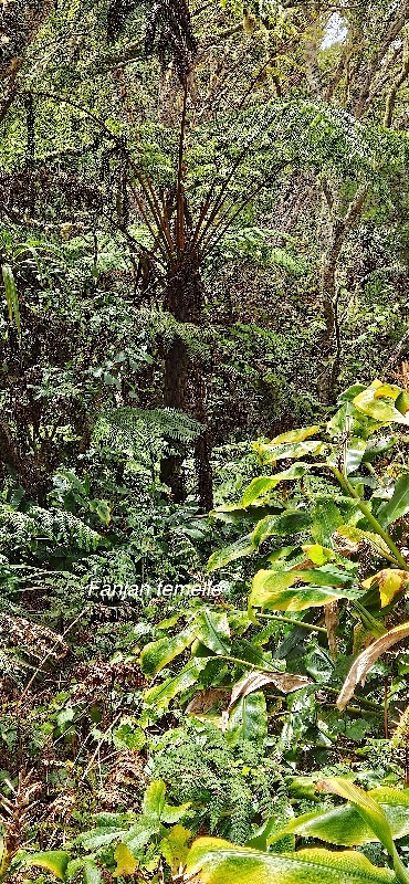 6 Alsophila glaucifolia Fanjan femelle Cyatheaceae ENDEMIQUE LA REUNION.jpeg