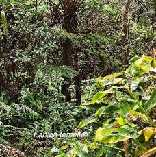 6 Alsophila glaucifolia Fanjan femelle Cyatheaceae ENDEMIQUE LA REUNION.jpeg