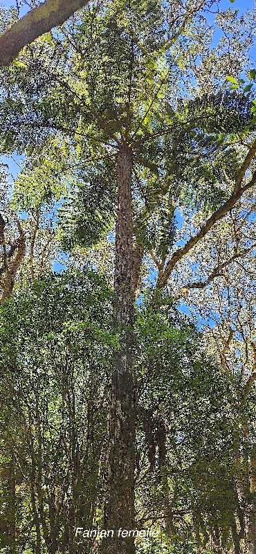 7 Alsophila glaucifolia Fanjan femelle Cyatheaceae ENDEMIQUE LA REUNION .jpeg