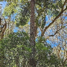 7 Alsophila glaucifolia Fanjan femelle Cyatheaceae ENDEMIQUE LA REUNION .jpeg