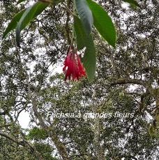 8 Fuchsia boliviana Fuchsia à grandes fleurs  Onagraceae AMPHINATURALISE ENVAHISSANT .jpeg