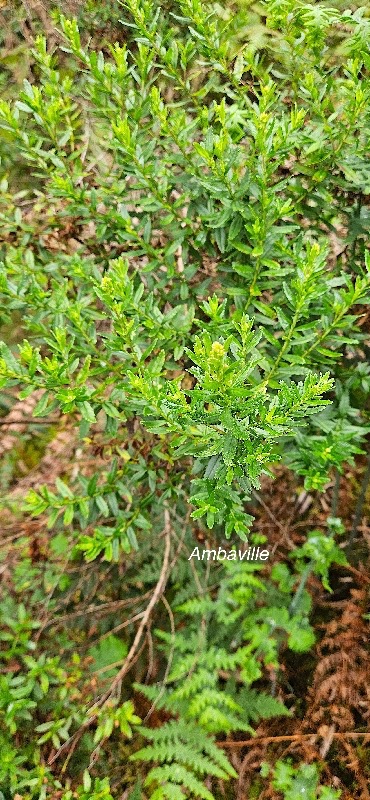 9 Hubertia ambavilla Ambaville Asteraceae ENDEMIQUE LA RÉUNION , MAURICE .jpeg