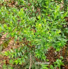 9 Hubertia ambavilla Ambaville Asteraceae ENDEMIQUE LA RÉUNION , MAURICE .jpeg