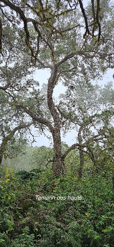 10 Acacia heterophylla Tamarin des hauts Fabaceae ENDEMIQUE LA REUNION .jpeg