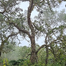 10 Acacia heterophylla Tamarin des hauts Fabaceae ENDEMIQUE LA REUNION .jpeg