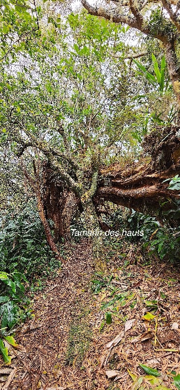 11 Acacia heterophylla Tamarin des hauts Fabaceae ENDEMIQUE LA REUNION .jpeg