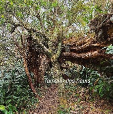 11 Acacia heterophylla Tamarin des hauts Fabaceae ENDEMIQUE LA REUNION .jpeg