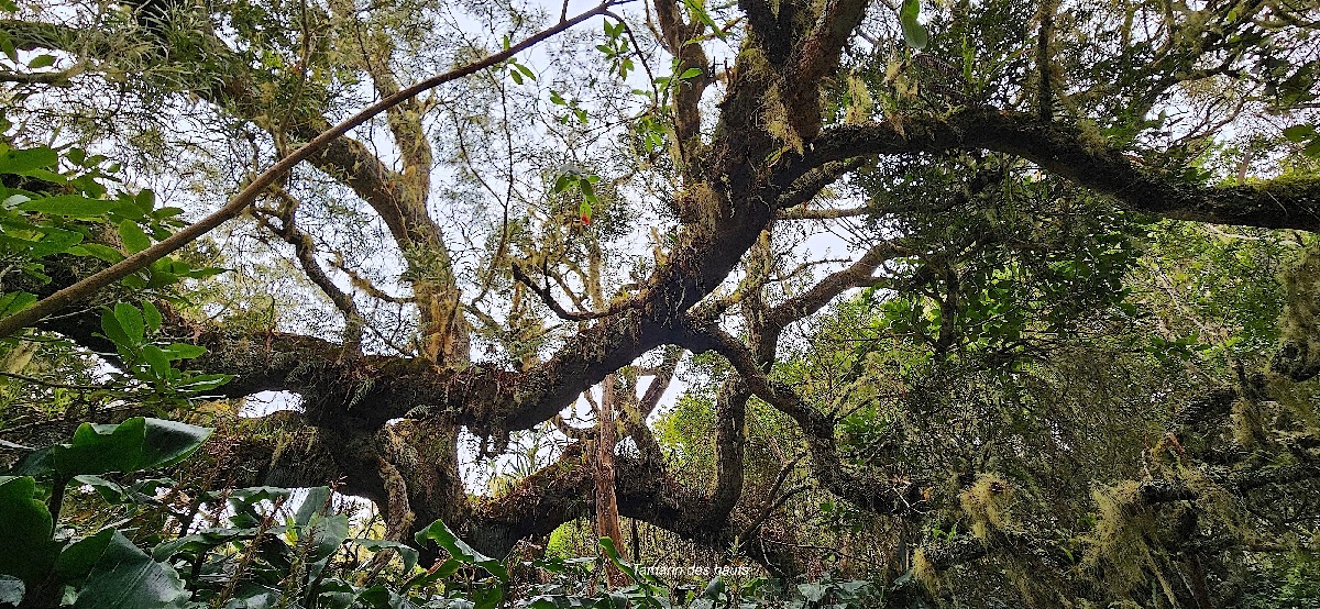 12 Acacia heterophylla Tamarin des hauts Fabaceae ENDEMIQUE LA REUNION .jpeg