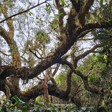 12 Acacia heterophylla Tamarin des hauts Fabaceae ENDEMIQUE LA REUNION .jpeg