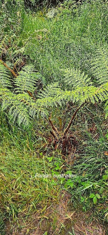 13 Sphaeropteris cooperi Fanjan australien Cyatheaceae E E .jpeg