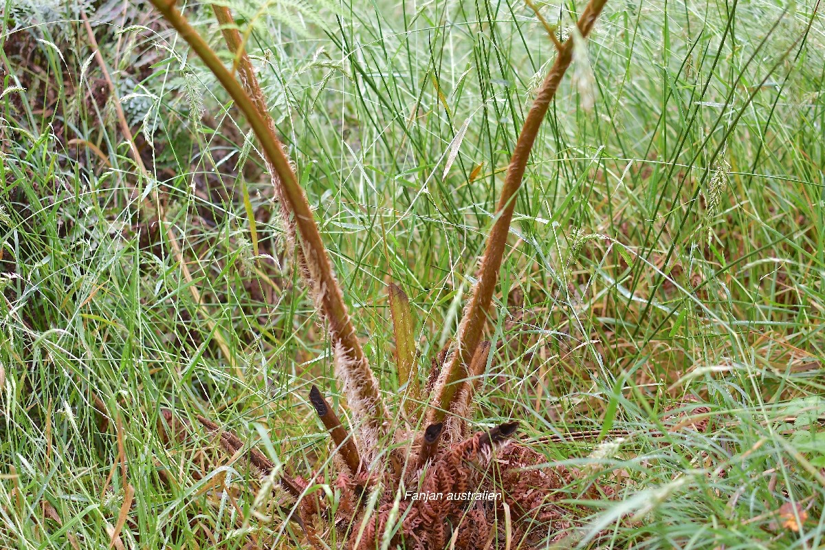 14 Sphaeropteris cooperi Fanjan australien Cyatheaceae E E .jpeg