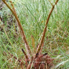 14 Sphaeropteris cooperi Fanjan australien Cyatheaceae E E .jpeg