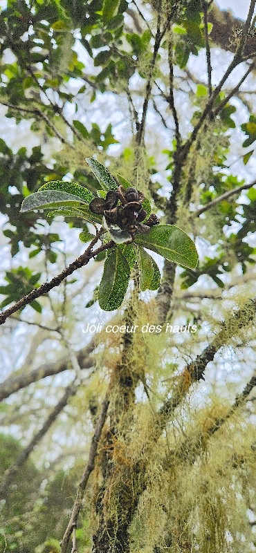 15 Pittosporum senacia subsp reticulatum Joli coeur des hauts Pittosporaceae ENDEMIQUE LA REUNION .jpeg