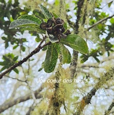 15 Pittosporum senacia subsp reticulatum Joli coeur des hauts Pittosporaceae ENDEMIQUE LA REUNION .jpeg