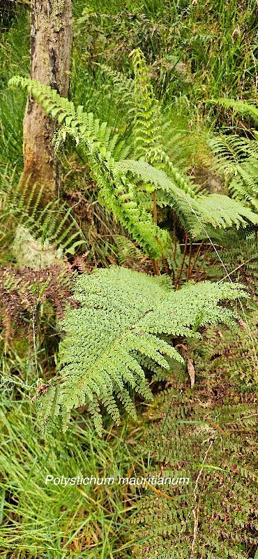 16 Polystichum mauritianum  Dryopteridaceae INDIGENE LA REUNION .jpeg