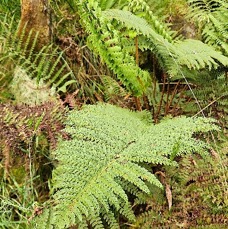 16 Polystichum mauritianum  Dryopteridaceae INDIGENE LA REUNION .jpeg