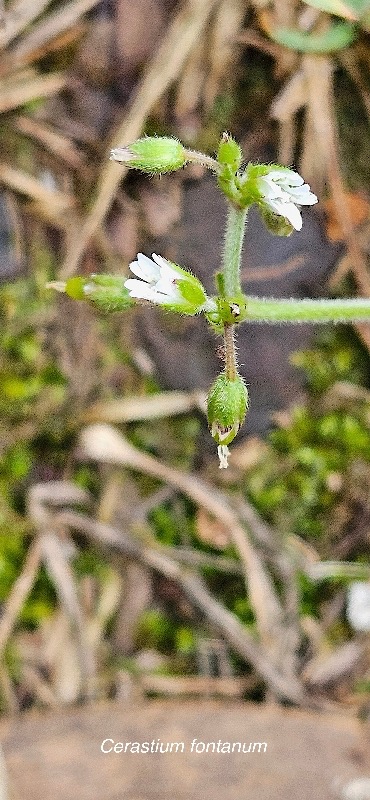 17 Cerastium fontanum Caryophyllaceae AMPHINATURALISE POT ENVAHISSANT .jpeg