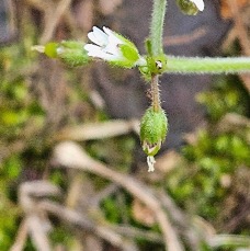 17 Cerastium fontanum Caryophyllaceae AMPHINATURALISE POT ENVAHISSANT .jpeg