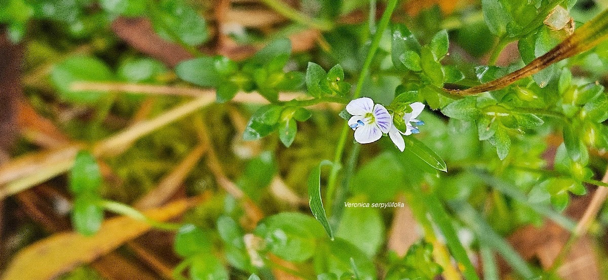 18 Veronica serpyllifolia Plantaginaceae INDIGENE ?.jpeg