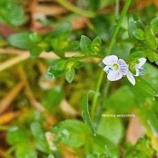 18 Veronica serpyllifolia Plantaginaceae INDIGENE ?.jpeg
