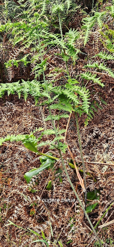 19 Histiopteris incisa Fougère bleue De nnstaedtiaceae INDIGENE LA REUNION .jpeg