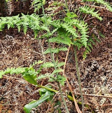 19 Histiopteris incisa Fougère bleue De nnstaedtiaceae INDIGENE LA REUNION .jpeg