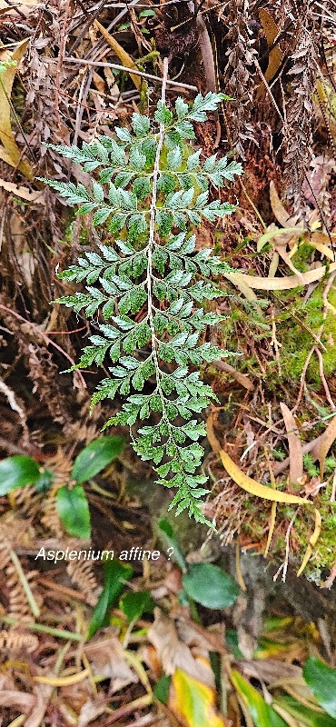 20 Asplenium affine ? Aspleniaceae INDIGENE LA REUNION .jpeg