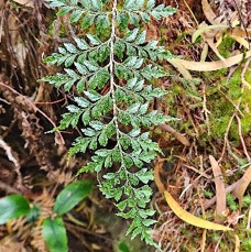 20 Asplenium affine ? Aspleniaceae INDIGENE LA REUNION .jpeg