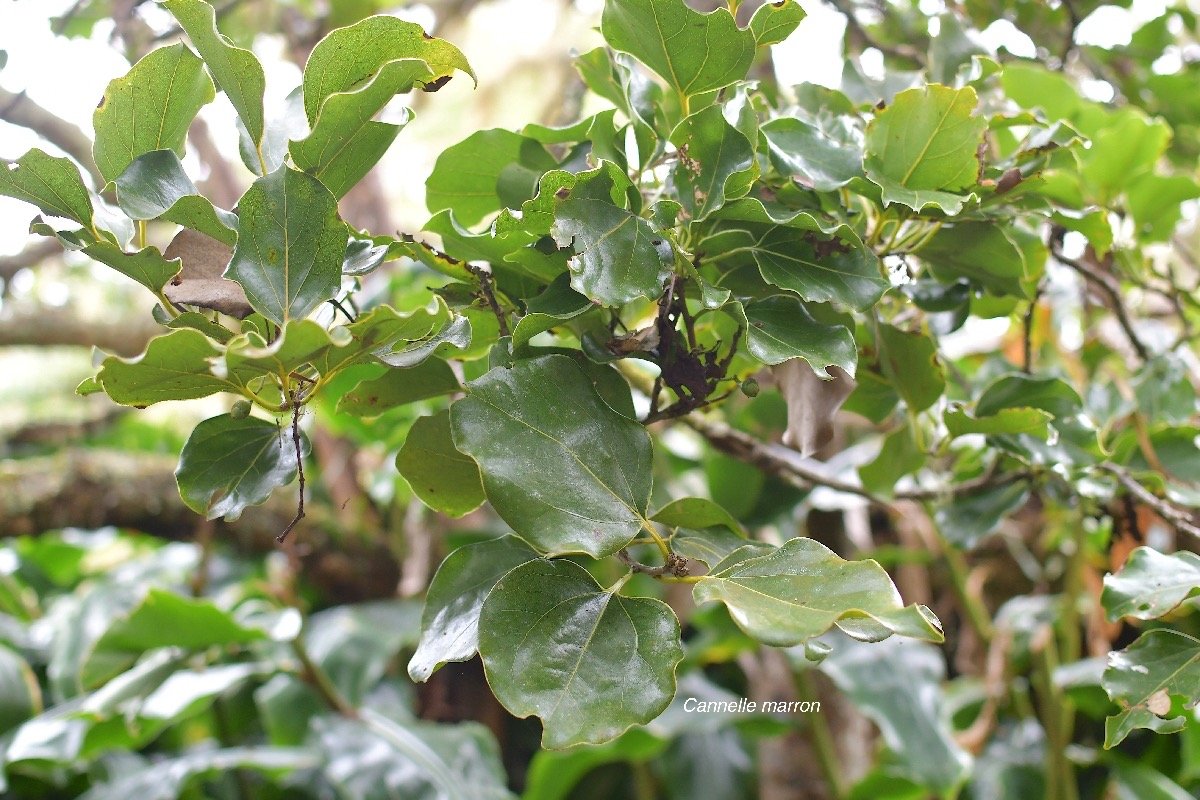 21 Ocotea obtusata Cannelle marron Lauraceae ENDEMIQUE LA REUNION, MAURICE .jpeg