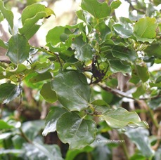 21 Ocotea obtusata Cannelle marron Lauraceae ENDEMIQUE LA REUNION, MAURICE .jpeg