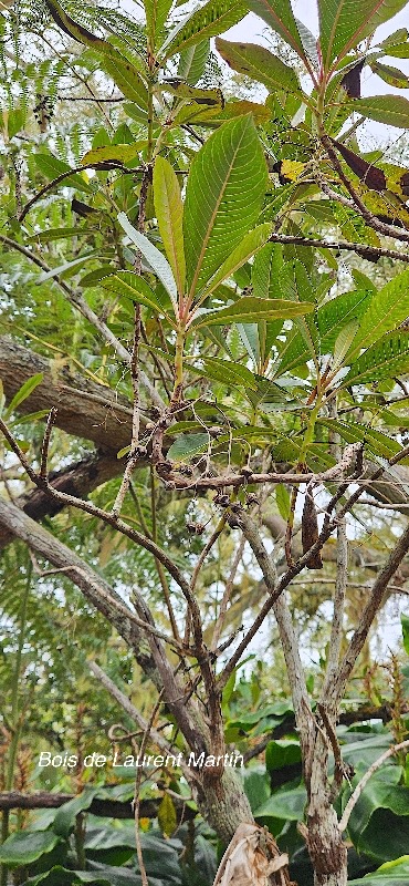 22 Forgesia racemosa Bois de Laurent Martin Escalloniaceae ENDEMIQUE LA REUNION .jpeg