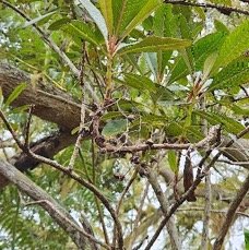 22 Forgesia racemosa Bois de Laurent Martin Escalloniaceae ENDEMIQUE LA REUNION .jpeg