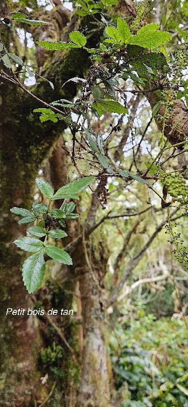 23 Weinmannia mauritiana Petit bois de tan Cunoniaceae ENDEMIQUE LA REUNION, MAURICE .jpeg