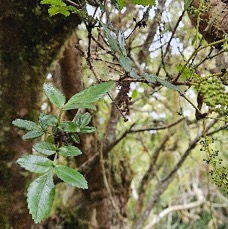 23 Weinmannia mauritiana Petit bois de tan Cunoniaceae ENDEMIQUE LA REUNION, MAURICE .jpeg
