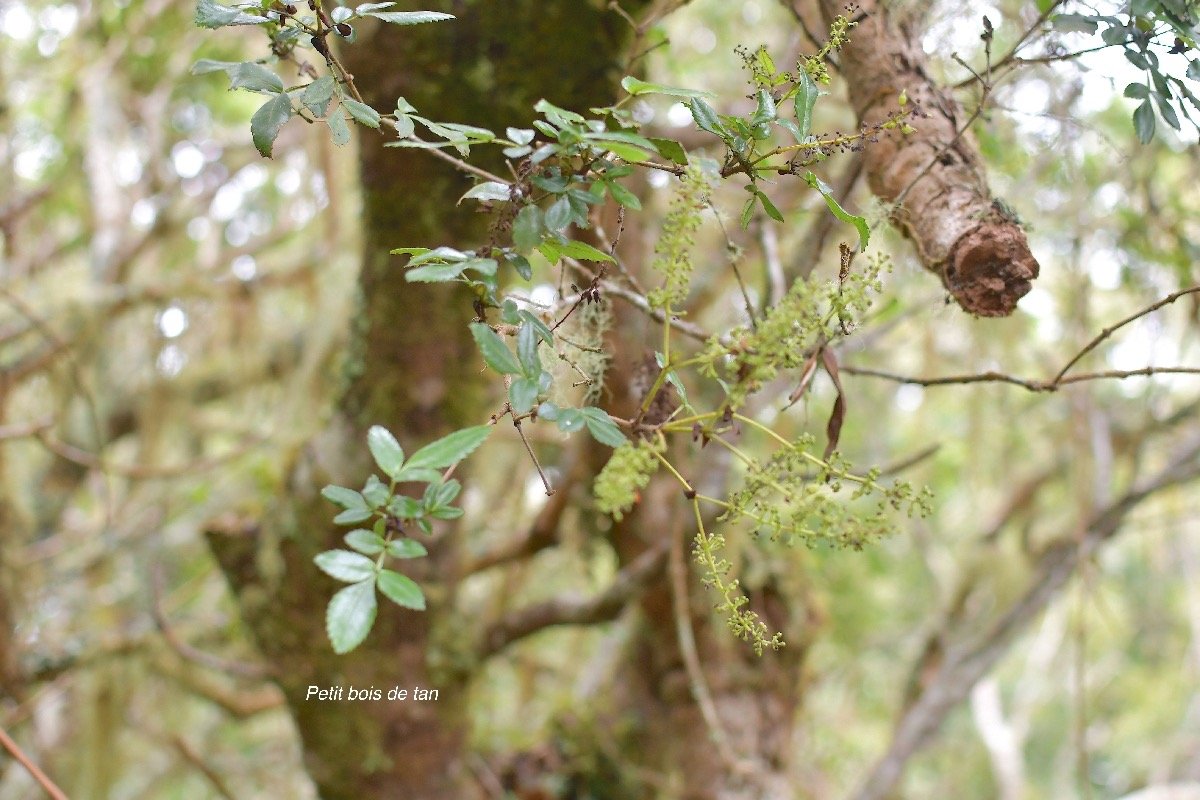 24 Weinmannia mauritiana Petit bois de tan Cunoniaceae ENDEMIQUE LA REUNION, MAURICE .jpeg