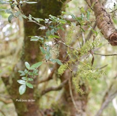 24 Weinmannia mauritiana Petit bois de tan Cunoniaceae ENDEMIQUE LA REUNION, MAURICE .jpeg