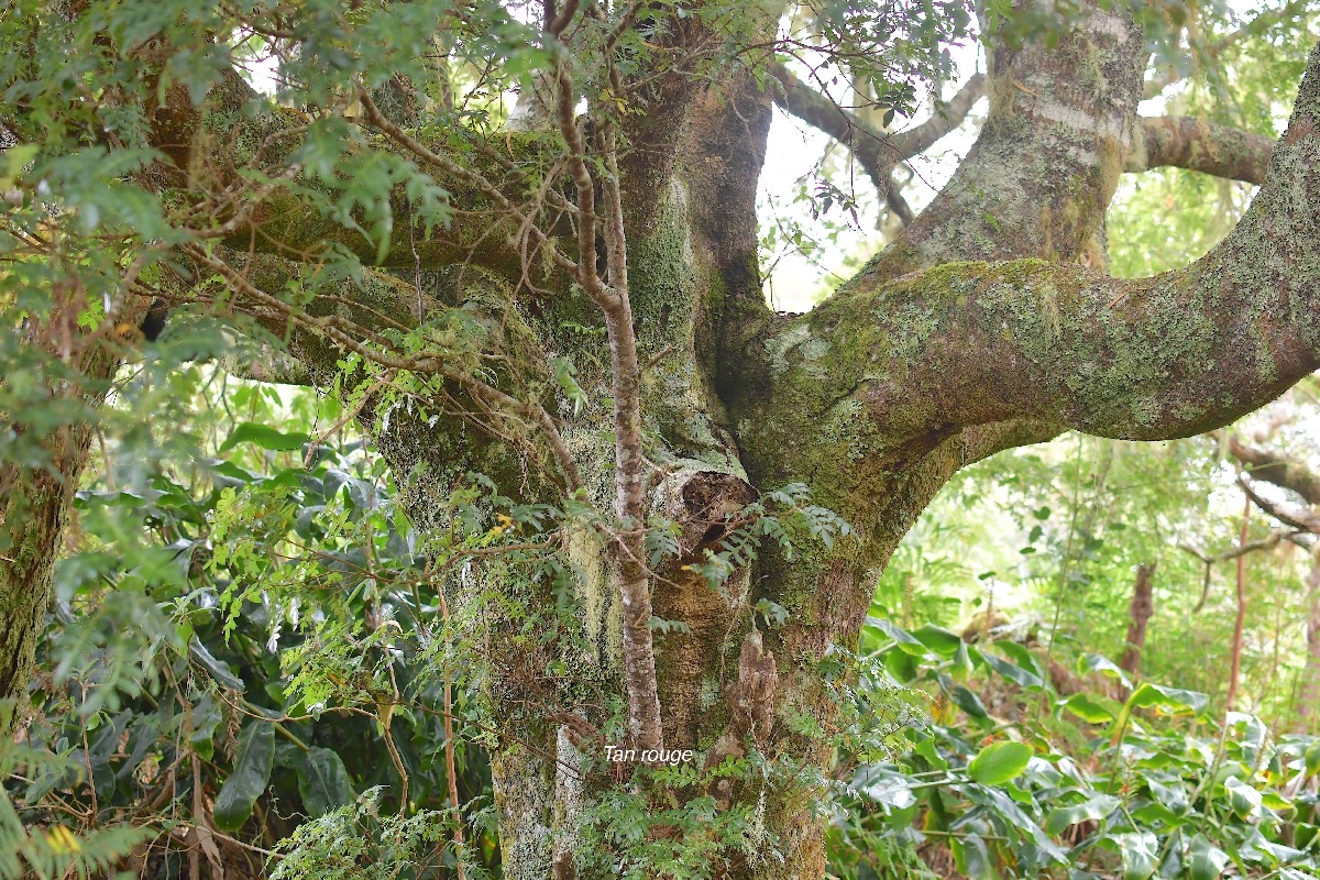 25 Weinmannia tinctoria Tan rouge Cunoniaceae ENDEMIQUE LA REUNION, MAURICE .jpeg