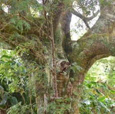 25 Weinmannia tinctoria Tan rouge Cunoniaceae ENDEMIQUE LA REUNION, MAURICE .jpeg