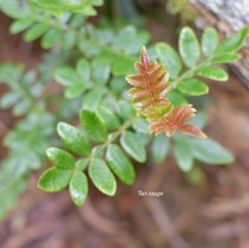26 Weinmannia tinctoria Tan rouge Cunoniaceae ENDEMIQUE LA REUNION, MAURICE .jpeg