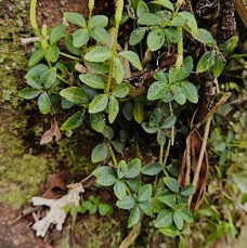 27 Peperomia tetraphylla Piperaceae INDIGENE LA REUNION .jpeg