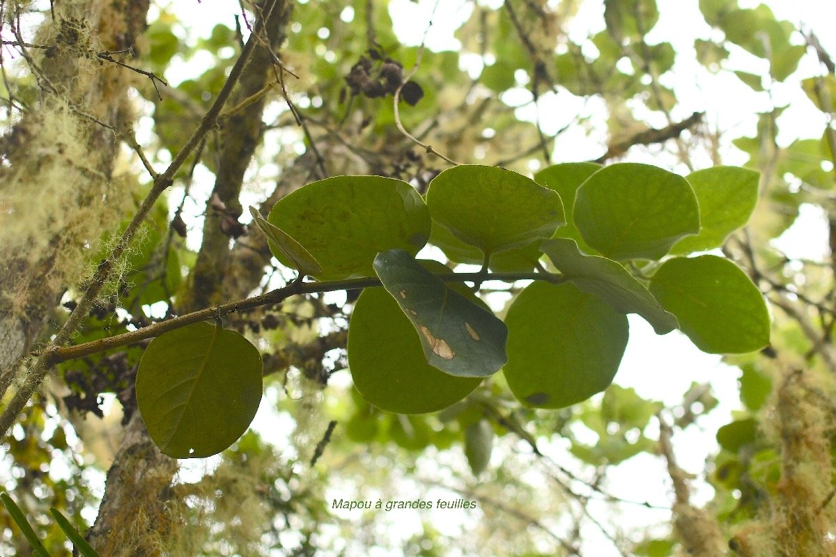 28 Monimia rotundifolia Mapou à grandes feu illes Monimiaceae ENDEMIQUE LA REUNION .jpeg
