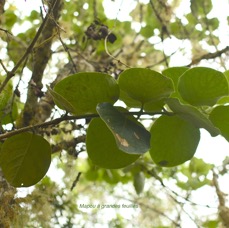 28 Monimia rotundifolia Mapou à grandes feu illes Monimiaceae ENDEMIQUE LA REUNION .jpeg