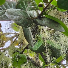 29 Monimia amplexicaulis Mapou des hauts Monimiaceae ENDEMIQUE LA REUNION .jpeg