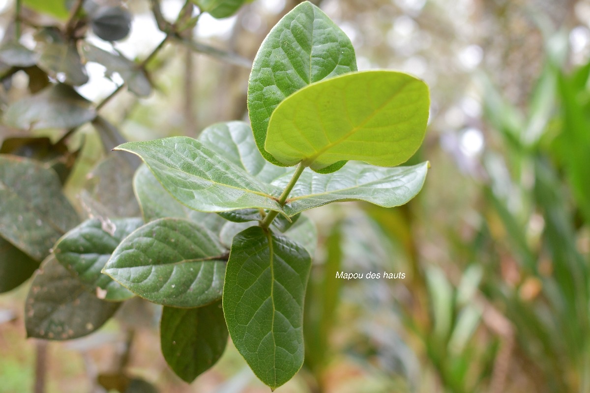 30 Monimia amplexicaulis Mapou des hauts Monimiaceae ENDEMIQUE LA REUNION .jpeg