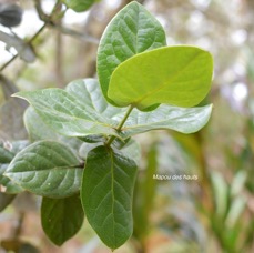 30 Monimia amplexicaulis Mapou des hauts Monimiaceae ENDEMIQUE LA REUNION .jpeg