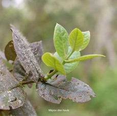31 Monimia amplexicaulis Mapou des hauts Monimiaceae ENDEMIQUE LA REUNION .jpeg
