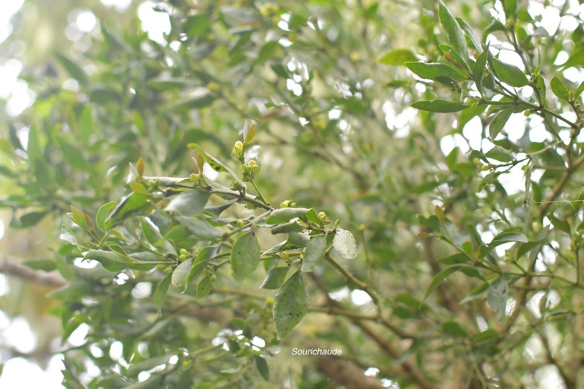 32 Viscum triflorum Sourichaude Santalaceae INDIGENE LA REUNION .jpeg