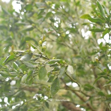 32 Viscum triflorum Sourichaude Santalaceae INDIGENE LA REUNION .jpeg